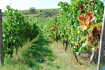 Unsere Weinberge