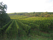 Weinberge